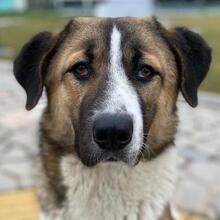 ANXTON, Hund, Mischlingshund in Griechenland - Bild 1