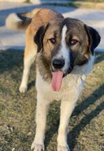 ANXTON, Hund, Mischlingshund in Griechenland - Bild 13