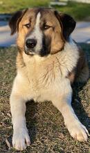 ANXTON, Hund, Mischlingshund in Griechenland - Bild 14
