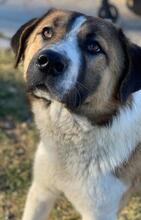 ANXTON, Hund, Mischlingshund in Griechenland - Bild 15