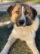 ANXTON, Hund, Mischlingshund in Griechenland - Bild 16