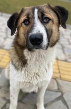 ANXTON, Hund, Mischlingshund in Griechenland - Bild 17