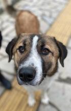 ANXTON, Hund, Mischlingshund in Griechenland - Bild 18