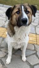 ANXTON, Hund, Mischlingshund in Griechenland - Bild 2