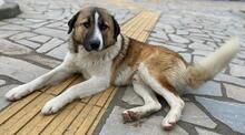 ANXTON, Hund, Mischlingshund in Griechenland - Bild 3