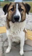 ANXTON, Hund, Mischlingshund in Griechenland - Bild 4