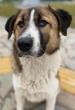 ANXTON, Hund, Mischlingshund in Griechenland - Bild 5