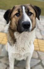 ANXTON, Hund, Mischlingshund in Griechenland - Bild 6
