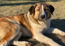ANXTON, Hund, Mischlingshund in Griechenland - Bild 8
