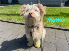 MATHIS, Hund, Mischlingshund in Großniedesheim