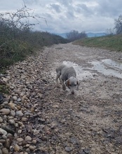 CLYDE, Hund, Istrijanische Bracke in Kroatien - Bild 10