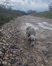 CLYDE, Hund, Istrijanische Bracke in Kroatien - Bild 11