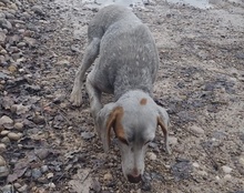 CLYDE, Hund, Istrijanische Bracke in Kroatien - Bild 7