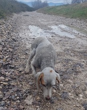 CLYDE, Hund, Istrijanische Bracke in Kroatien - Bild 9