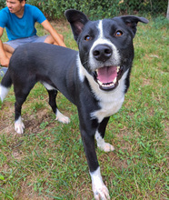 MEX, Hund, Mischlingshund in Kroatien - Bild 2