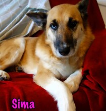 SIMA, Hund, Mischlingshund in Radolfzell - Bild 1