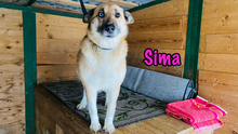 SIMA, Hund, Mischlingshund in Radolfzell - Bild 10