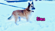 SIMA, Hund, Mischlingshund in Radolfzell - Bild 11