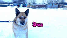 SIMA, Hund, Mischlingshund in Radolfzell - Bild 12