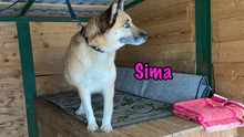SIMA, Hund, Mischlingshund in Radolfzell - Bild 13