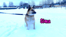 SIMA, Hund, Mischlingshund in Radolfzell - Bild 14