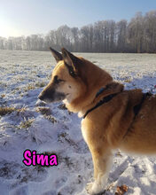 SIMA, Hund, Mischlingshund in Radolfzell - Bild 2