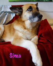 SIMA, Hund, Mischlingshund in Radolfzell - Bild 3