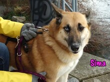 SIMA, Hund, Mischlingshund in Radolfzell - Bild 4