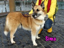 SIMA, Hund, Mischlingshund in Radolfzell - Bild 5