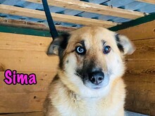 SIMA, Hund, Mischlingshund in Radolfzell - Bild 6