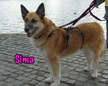 SIMA, Hund, Mischlingshund in Radolfzell - Bild 7