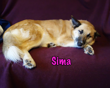 SIMA, Hund, Mischlingshund in Radolfzell - Bild 8