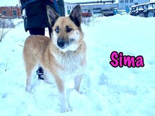 SIMA, Hund, Mischlingshund in Radolfzell - Bild 9