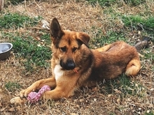JAFFAR, Hund, Mischlingshund in Griechenland - Bild 1