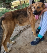 JAFFAR, Hund, Mischlingshund in Griechenland - Bild 10