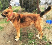 JAFFAR, Hund, Mischlingshund in Griechenland - Bild 2