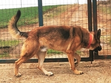 JAFFAR, Hund, Mischlingshund in Griechenland - Bild 4