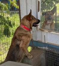 JAFFAR, Hund, Mischlingshund in Griechenland - Bild 6