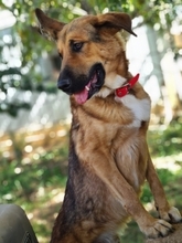 JAFFAR, Hund, Mischlingshund in Griechenland - Bild 7
