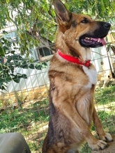 JAFFAR, Hund, Mischlingshund in Griechenland - Bild 8