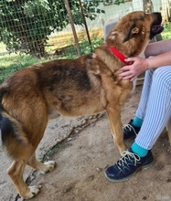 JAFFAR, Hund, Mischlingshund in Griechenland - Bild 9