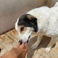 JORDANA, Hund, Mischlingshund in Griechenland - Bild 4