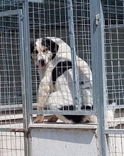 JORDANA, Hund, Mischlingshund in Griechenland - Bild 5