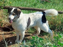 JORDANA, Hund, Mischlingshund in Griechenland - Bild 7