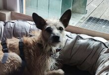 CARLO, Hund, Terrier-Mix in Borchen - Bild 1