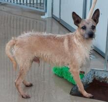 CARLO, Hund, Terrier-Mix in Borchen - Bild 3