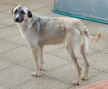 OLA, Hund, Mischlingshund in Italien - Bild 15