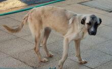 OLA, Hund, Mischlingshund in Italien - Bild 16