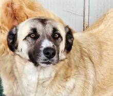 OLA, Hund, Mischlingshund in Italien - Bild 2