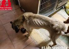 OLA, Hund, Mischlingshund in Italien - Bild 21